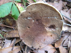 Porphyrellus sordidus