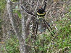 Argiope caledonia