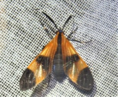 Dycladia correbioides