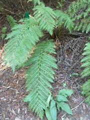 Woodwardia fimbriata image