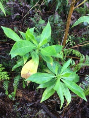 Scaevola gaudichaudiana