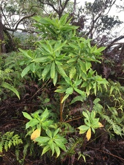 Scaevola gaudichaudiana