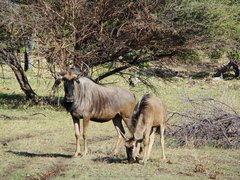 Connochaetes taurinus