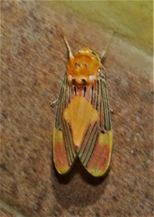 Cyanopepla arrogans