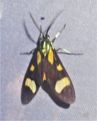 Cyanopepla arrogans