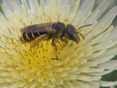 Halictus ligatus