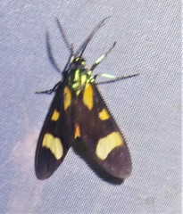 Cyanopepla arrogans