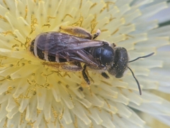 Halictus ligatus