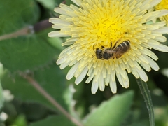 Halictus ligatus