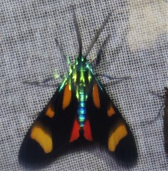 Cyanopepla arrogans