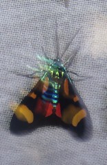 Cyanopepla arrogans