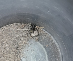 Latonigena auricomis