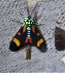 Cyanopepla arrogans