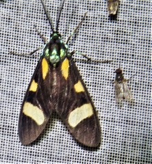 Cyanopepla arrogans
