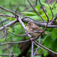 Ammodramus savannarum