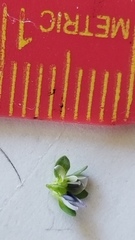 Veronica serpyllifolia