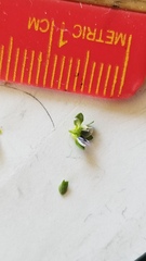 Veronica serpyllifolia