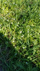 Veronica serpyllifolia