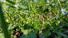 Veronica serpyllifolia