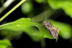 Plusiopalpa adrasta
