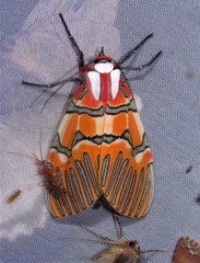 Anaxita decorata