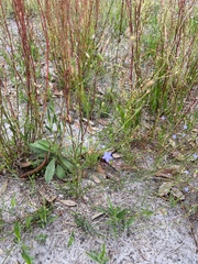Wahlenbergia marginata