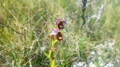 Ophrys bertolonii flavicans