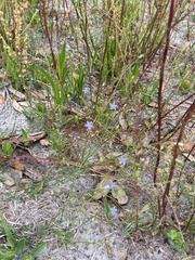 Wahlenbergia marginata
