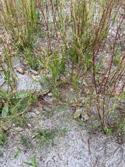 Wahlenbergia marginata