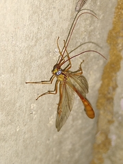 Enicospilus