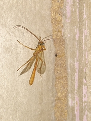 Enicospilus