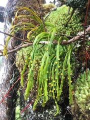 Psilotum complanatum