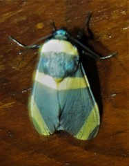 Viviennea ardesiaca