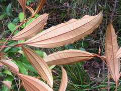 Miconia buddlejoides