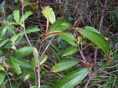 Miconia buddlejoides