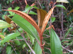 Miconia buddlejoides