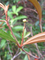 Miconia buddlejoides