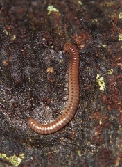 Cylindroiulus britannicus