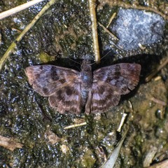 Ebrietas anacreon