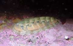 Rhyssoplax translucens