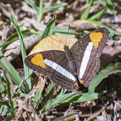 Adelpha epizygis