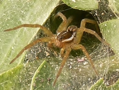 Diapontia uruguayensis