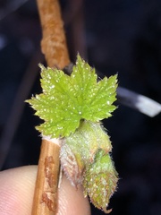 Rubus odoratus
