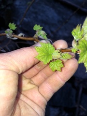 Rubus odoratus