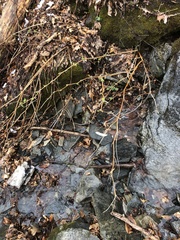 Rubus odoratus