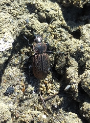 Carabus maeander