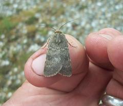 Standfussiana lucernea