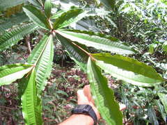 Miconia buddlejoides