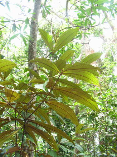 Miconia buddlejoides