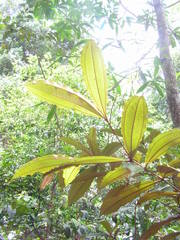 Miconia buddlejoides